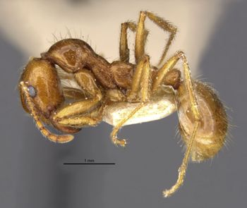 Media type: image;   Entomology 22782 Aspect: habitus lateral